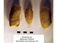 Goniomya sp.