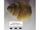 Ampullospira sp.