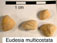 Pr&aelig;conia rhomboidalis