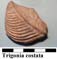 Trigonia costata