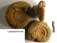 Leptosphinctes