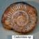 Cadomites sp.
