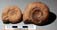 Cleitosphinctes sp.