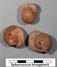 Sph&aelig;roceras brongniarti