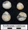 Sph�roidothyris sph�rodalis