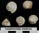 Amphitrochus duplicatus