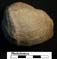 Pholadomya