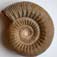 Stephanoceras humphriesianum