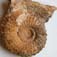 Strenoceras niortense