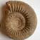 Stephanoceras humphriesianum